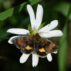 Panemeria tenebrata