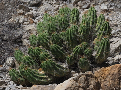 Echinocereus enneacanthus enneacanthus