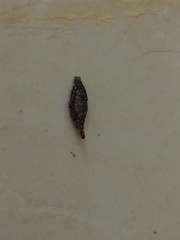 Phereoeca
