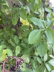 Sambucus nigra