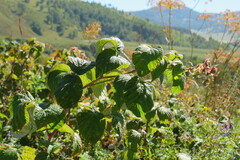Rubus sachalinensis