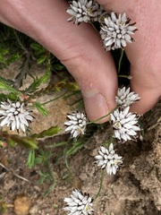 Laxmannia omnifertilis