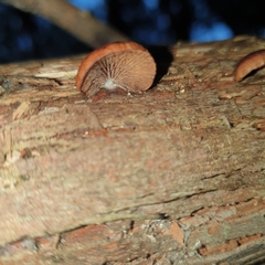 Deconica horizontalis