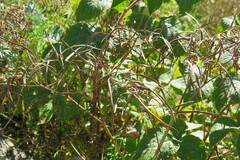 Peucedanum morisonii