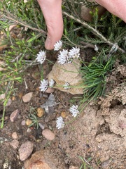 Laxmannia omnifertilis