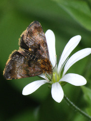 Panemeria tenebrata