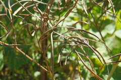 Peucedanum morisonii