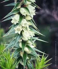 Melichrus urceolatus