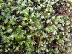 Racopilum cuspidigerum