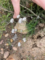 Laxmannia omnifertilis
