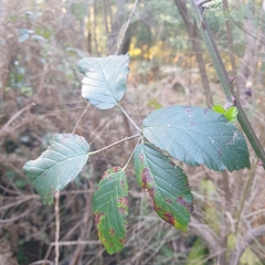 Rubus fruticosus