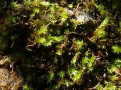 Racopilum cuspidigerum