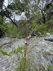 Prostanthera nivea