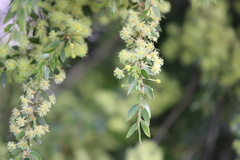 Acacia howittii