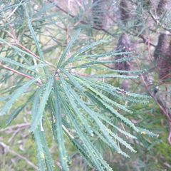 Banksia cunninghamii