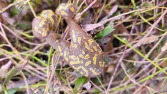 Botrylloides perspicuus