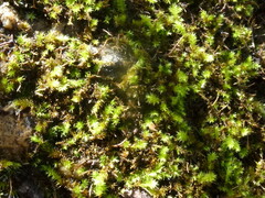 Racopilum cuspidigerum