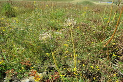 Allium nutans