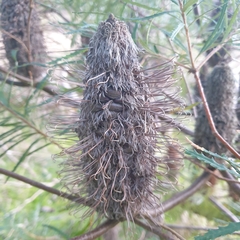 Banksia cunninghamii