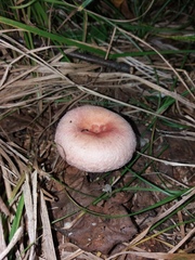 Lactarius torminosus