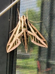 Eumorpha fasciatus
