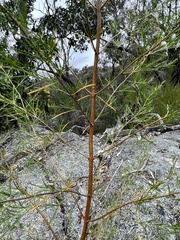 Prostanthera nivea
