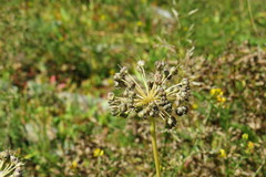 Allium nutans