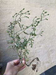 Senecio vulgaris