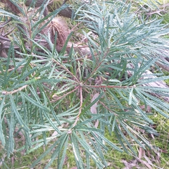 Banksia cunninghamii