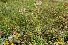 Allium nutans