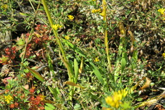 Allium nutans