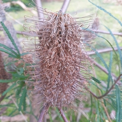 Banksia cunninghamii