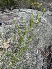 Prostanthera nivea