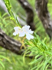 Prostanthera nivea