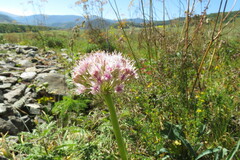Allium nutans