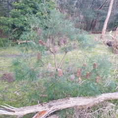 Banksia cunninghamii