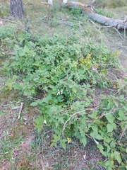 Rubus sachalinensis