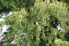 Acacia howittii