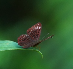 Riodinidae