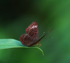 Riodinidae