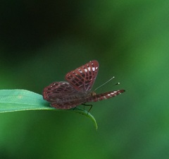 Riodinidae