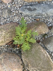 Senecio