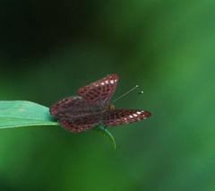 Riodinidae