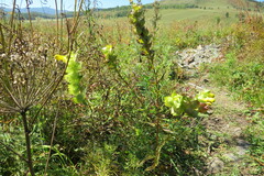 Rhinanthus serotinus