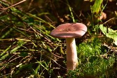 Russula queletii