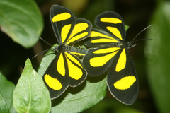 Cyllopoda claudicula