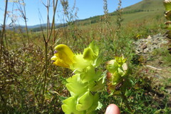 Rhinanthus serotinus