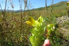 Rhinanthus serotinus