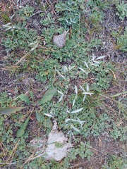 Gueldenstaedtia verna