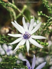Olearia ramosissima